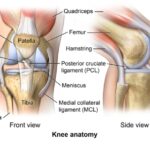 Anatomy of the Knee - Comprehensive Orthopaedics