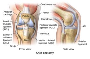 Anatomy of the Knee - Comprehensive Orthopaedics